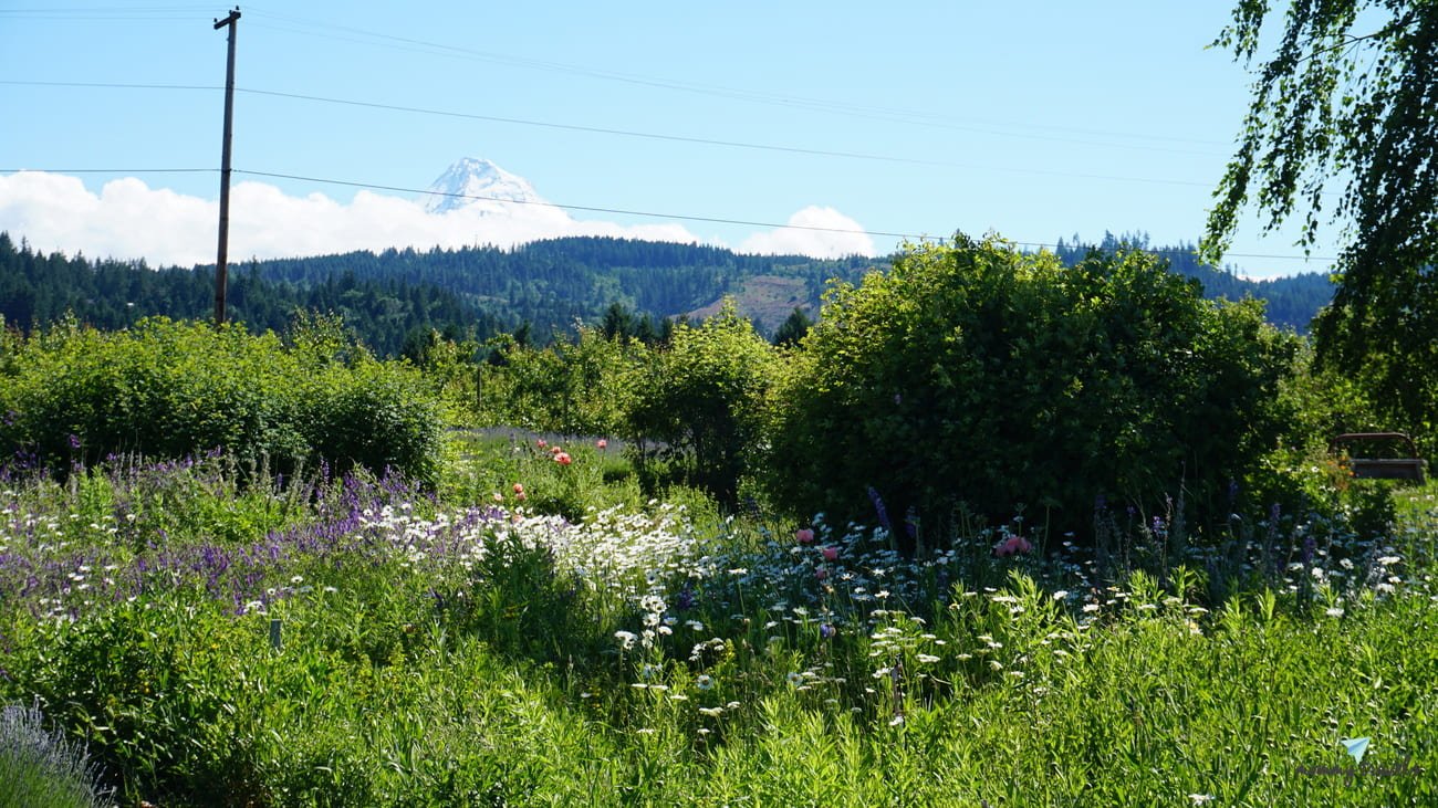 Best Weekend Trips From Portland, Oregon: 11 Getaways Worth the Drive 1 Hood River